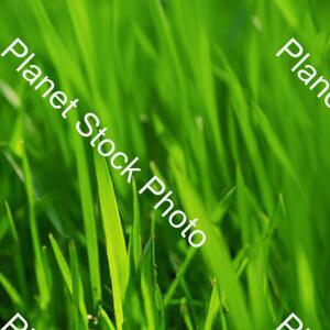 Grass stock photo with image ID: cd2d60bc-476d-4d15-97db-6ecf8563e432
