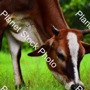 A Cow Eating Grass stock photo with image ID: 1f614ce6-9ff0-4774-9c6c-bbb48840b539