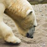 Polar Bear in Sand
