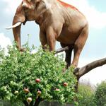 Big Elephant on an Apple Tree