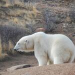 Polar Bear in Desert