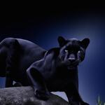 Panther at Night