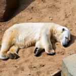 Polar Bear in Sand