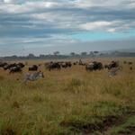 Various Wildlife in an African Safari.