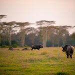 Various Wildlife in an African Safari.