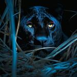 Panther at Night