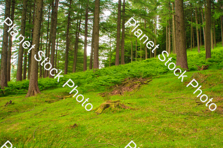 Trees on a grassy terrain stock photo with image ID: cfcb5abf-2da7-42f5-9160-936dbca6e837
