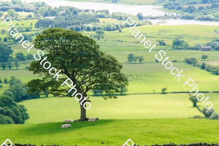 A grassy field with trees and sheep stock photo with image ID: e37ae114-7d5a-4e00-a20a-8439d0dfa586