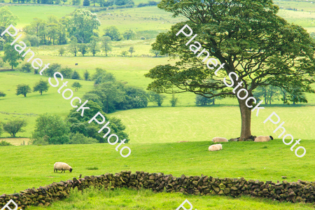A grassy field with trees and sheep stock photo with image ID: 564fc325-f333-4c3b-938e-5fa4dc1746e0