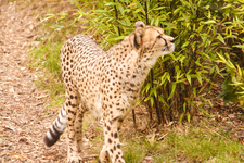 Cheetah Photographed at the Zoo