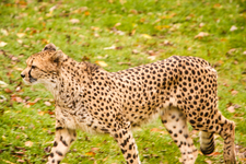 Cheetah Photographed at the Zoo